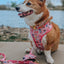 Dog Collar - STAR WARS™ Princess Leia
