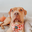 Dog Adjustable Harness - Pie There!