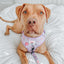 Dog Adjustable Harness - BARBIE™ Closet Goals