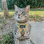 Cat Step-In Harness - Zest Friends