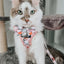 Cat Step-In Harness - Smitten Kittens