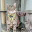 Cat Step-In Harness - Zest Friends