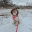 Dog Adjustable Harness - Hello Kitty® Red Classic