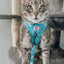 Cat Leash - Hello Kitty® Aqua