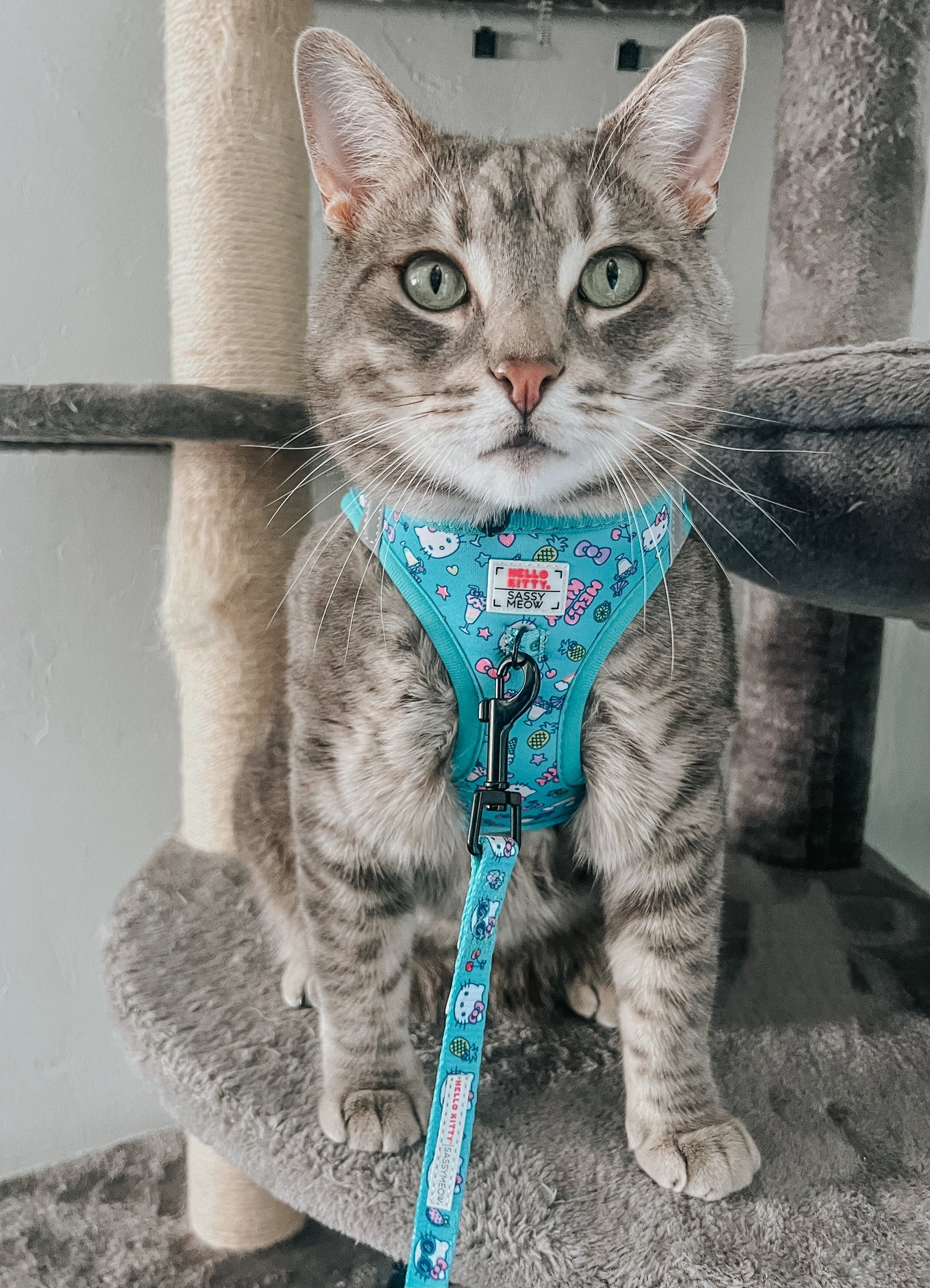 Cat Step-In Harness - Hello Kitty® Aqua