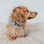 Dog Collar - KEN™