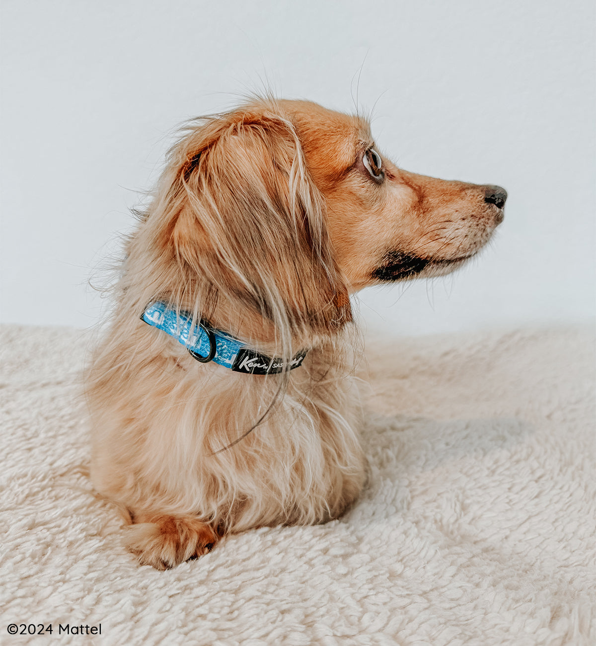 Dog Collar - KEN™