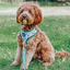 Dog Rope Leash - Hunter