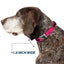 Batman Black Silver Seatbelt Buckle Collar - Bat Signal-3 Fuchsia/Black/Fuchsia