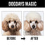 DOGDAYS Hydrating Dog Shampoo