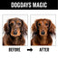 DOGDAYS Waterless Foaming Shampoo