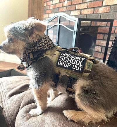 DROP OUT Morale Patch