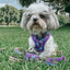 Dog Adjustable Harness - Mojo Jojo™