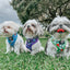 Dog Adjustable Harness - Mojo Jojo™