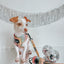 Dog Leash - The Night Life