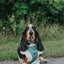 Dog Step-in Harness - Sage