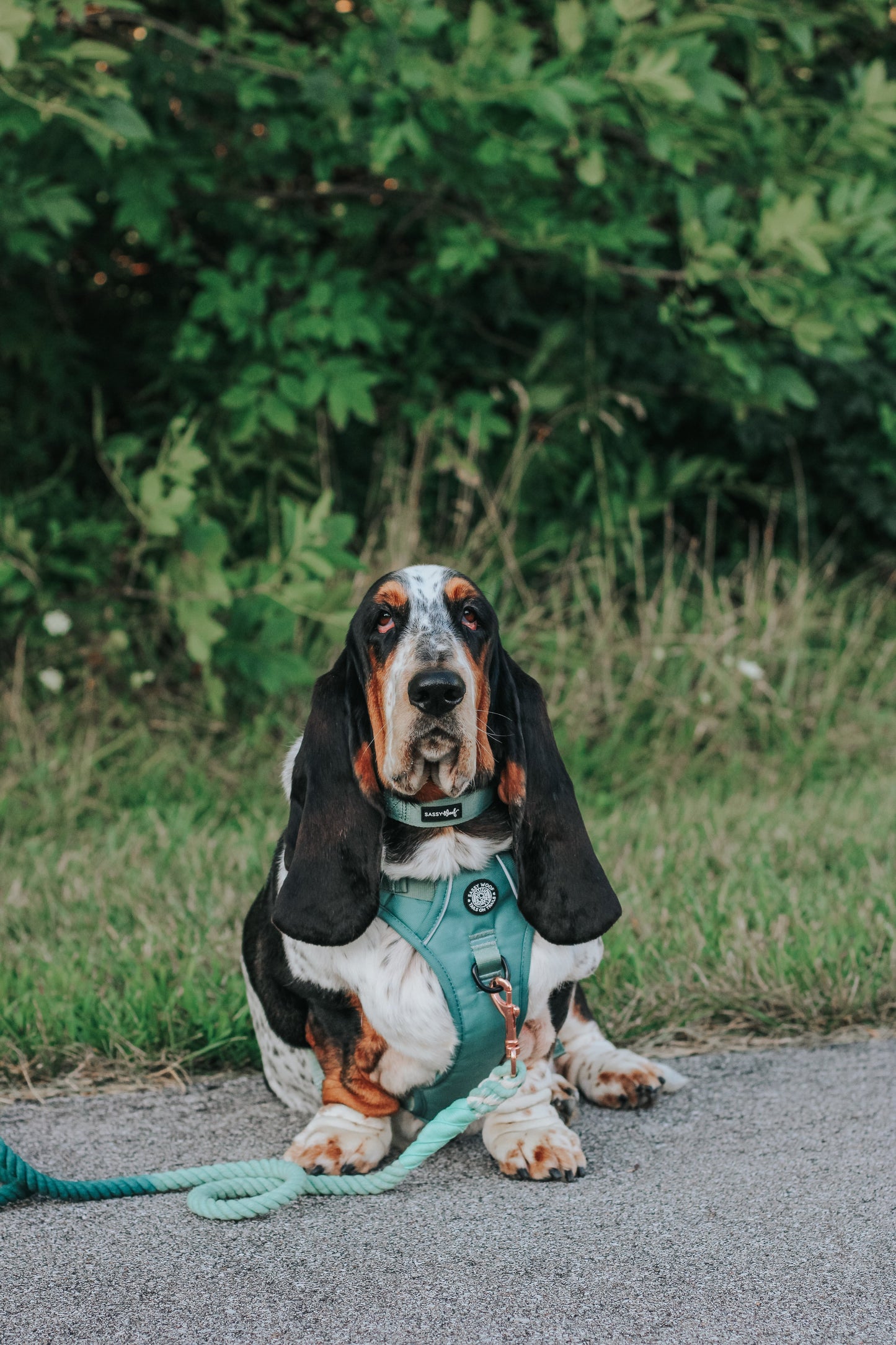 Dog Step-in Harness - Sage