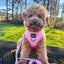 Dog Reversible Harness - Dolce Rose