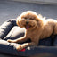 Chester & Lee | Waterproof Lounger Dog Bed Gray