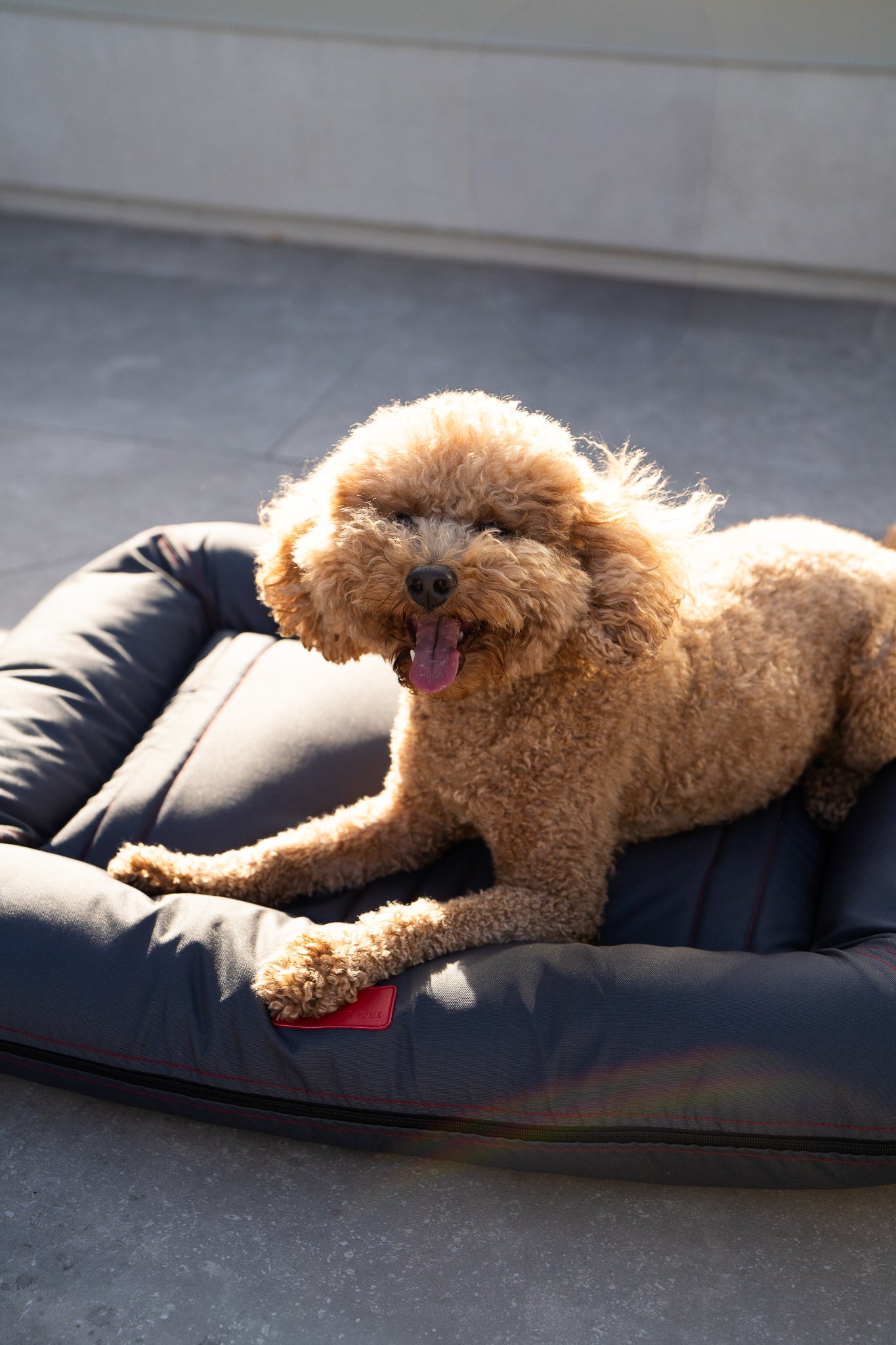 Chester & Lee | Waterproof Lounger Dog Bed Gray