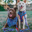 Dog Leash - MLB™ x Peanuts™ Chicago Cubs™