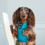 Dog Adjustable Harness - Napa