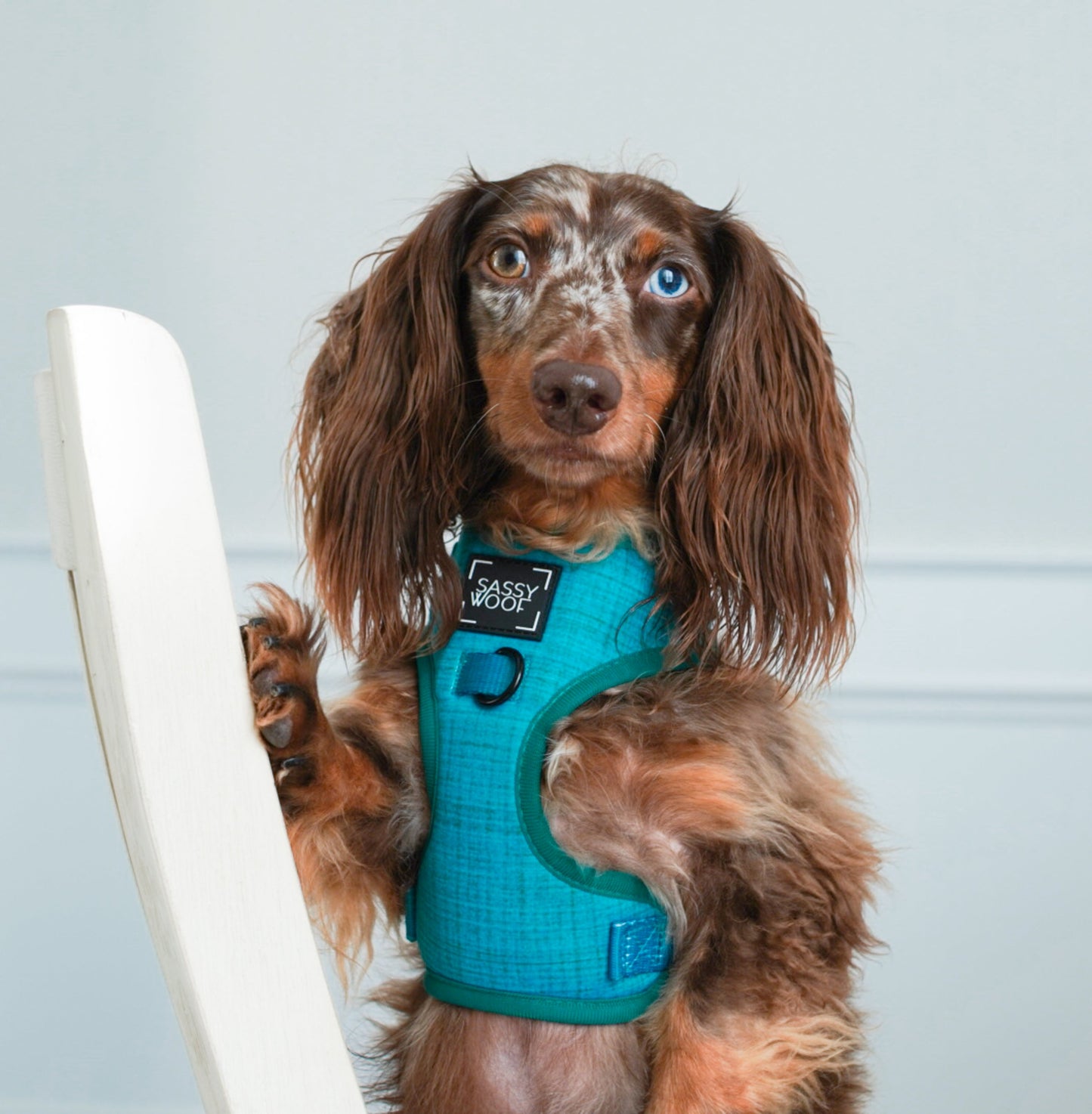 Dog Adjustable Harness - Napa