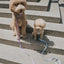 Original Dog Leash with Neoprene Handle