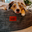 50 Inch Forever Dog Bed (Waterproof) - Terry Corduroy