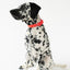 Original Waterproof Dog Collar