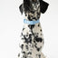 Original Waterproof Dog Collar