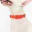 Original Waterproof Dog Collar