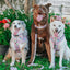 Dog Collar - Hello Kitty® & Friends Flower Festival