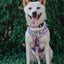 Dog Adjustable Harness - Hello Kitty® & Friends Flower Festival