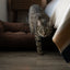 Chester & Lee | Fancy Corduroy Sleeper Dog Bed Brown