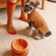 Pet Sweater Vest - Toffee Orange
