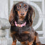 Dog Collar - Dolce Rose