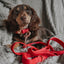 Dog Collar - Merlot