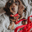 Dog Leash - Merlot