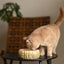Puff Pet Bowl - Gradient Olive
