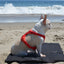 Lay All Day Travel Dog Mat