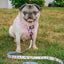 Dog Adjustable Harness - Gilmore Girls™