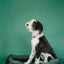 Chester & Lee | Classic Velvet Sleeper Dog Bed Green