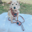 Dog Leash - Teddy