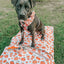 Dog Adjustable Harness - Pie There!
