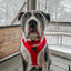 Dog Adjustable Harness - Naughty