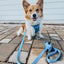Dog Leash - Hydrangea