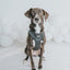 Dog Adjustable Harness - Baby Got Black