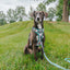Dog Step-in Harness - Peanuts™ Beagle Scouts