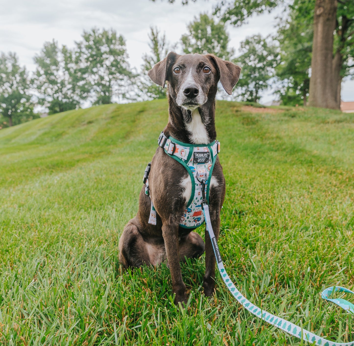 Dog Step-in Harness - Peanuts™ Beagle Scouts